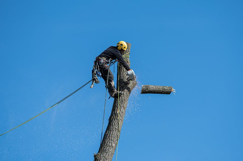 Arboriste grimpeur sécurisant un arbre en hauteur à Rennes