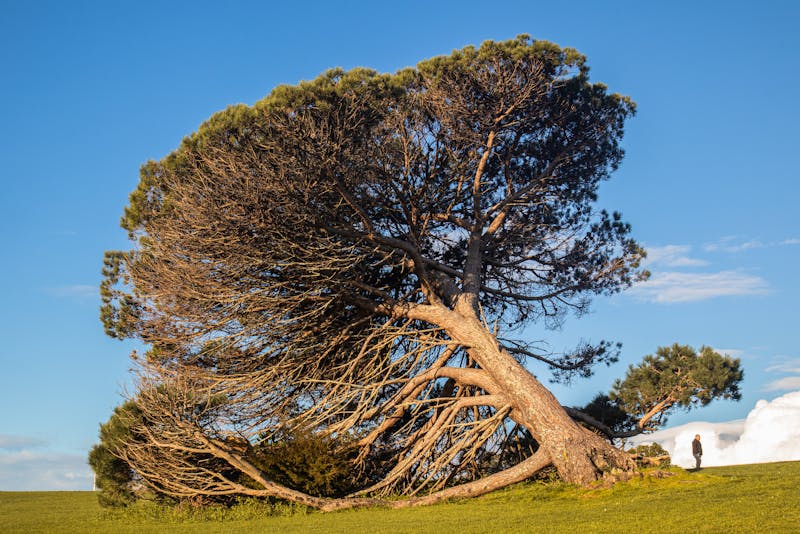 Arbre penché dangereusement après une tempête en Bretagne près de Rennes