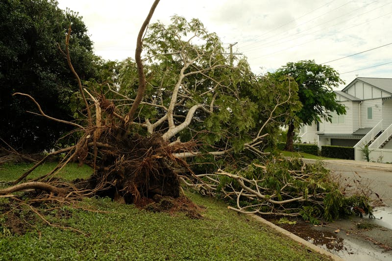 Guide urgence arbre dangereux après tempête