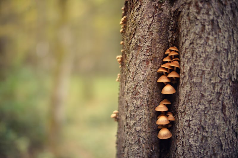 Guide reconnaître un arbre malade champignons tronc
