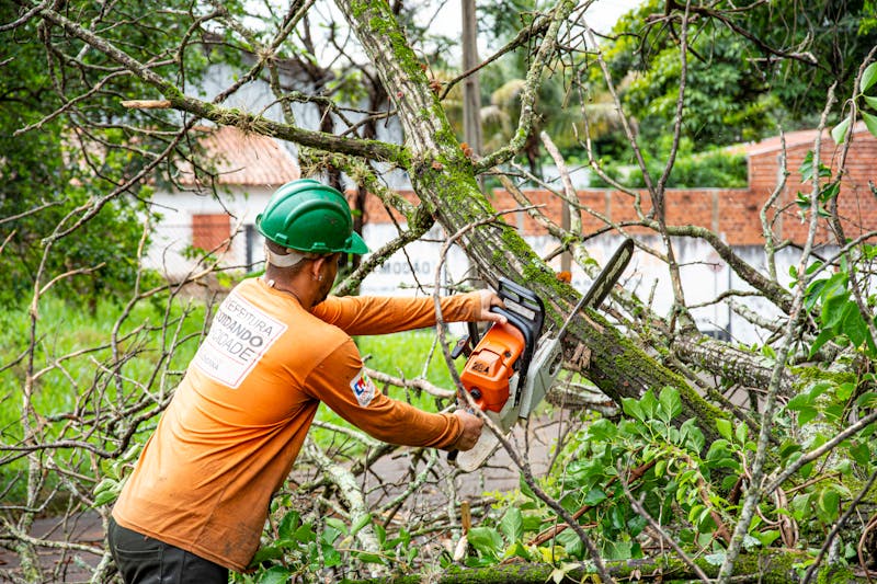Élagage d'un arbre mature dans un jardin résidentiel à Pacé