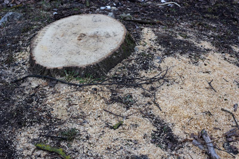 Rognage mécanique d'une souche d'arbre dans un jardin à Rennes