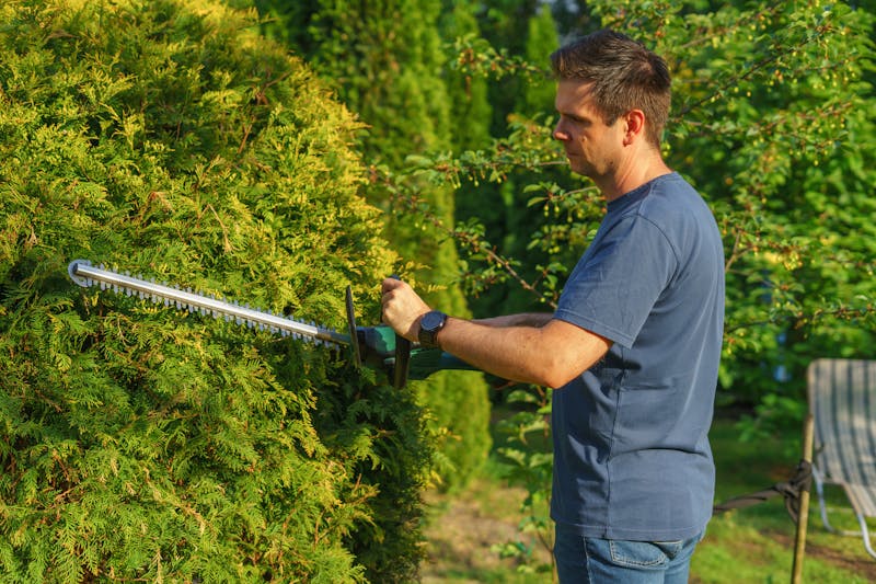 Arboriste-grimpeur réalisant un élagage en hauteur sur un tilleul à Rennes