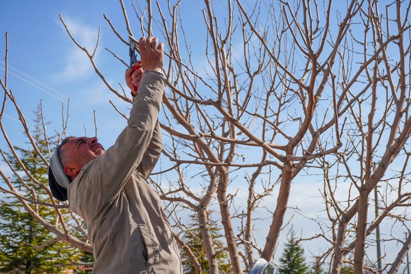 Guide comparatif élagage versus abattage arbre